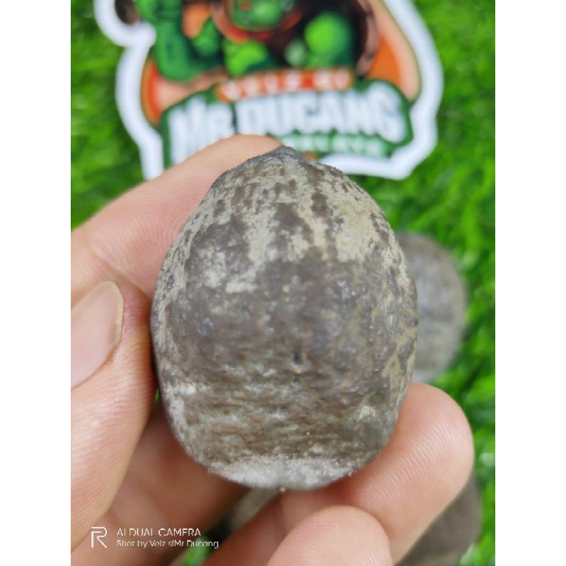 MUNCANG ADU JAYANTI SI PUTRI ORIGINAL  100%