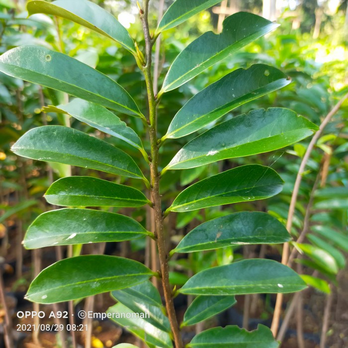 Bibit Tanaman Buah Sirsak Merah