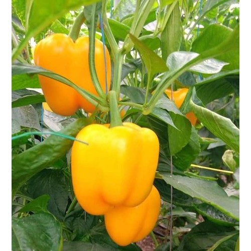 Benih Bibit Biji - Paprika Kuning Yellow Golden Star Sweet Bell Pepper F1 Hibrida Seeds