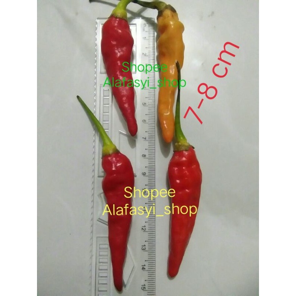 10gram Benih/ Bibit Cabe Nano Cabe Viral / Cabe VIRAL / Cabe Setan / Cabe Syetan / Rawit Putih/ Rawi