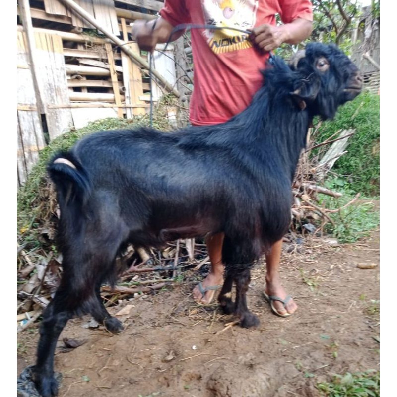 

Kambinghitam