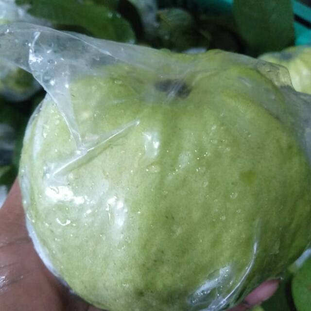 

Jambu Kristal