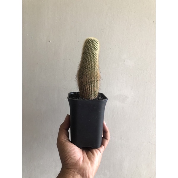 Parodia lening | Kaktus Lening | Tanaman hias