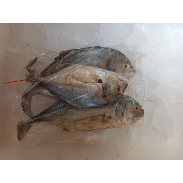 

Ikan Bawal Hitam