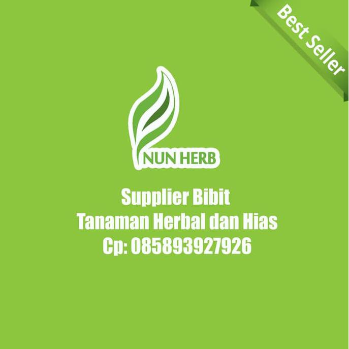 TANAMAN BUNGA SEDAP MALAM PUTIH - BIBIT POHON HIAS TAMAN TERBAIK