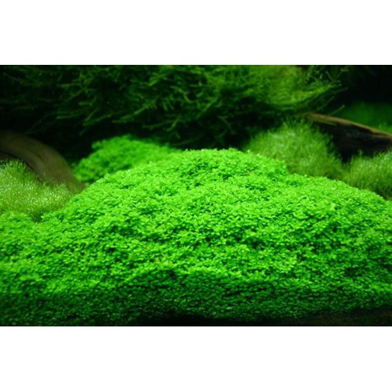 Bibit Benih Small Leaf Grass Carpet Seed Aquascape Aquarium Plant Seed