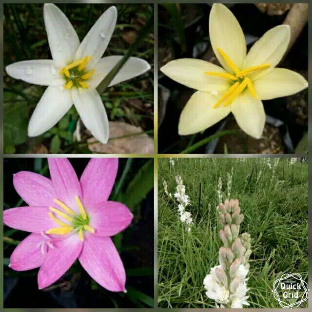 Paket Umbi Rain Lily Dan Sedap Malam