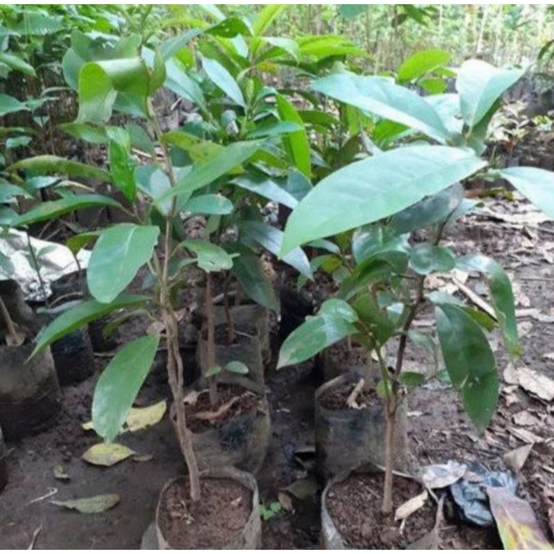 Bibit tanaman buah buni/Tanaman langka untuk bahan rujak