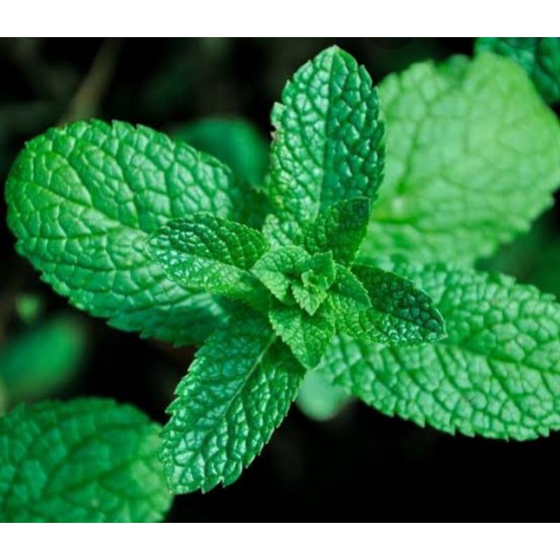 

daun mint250gram