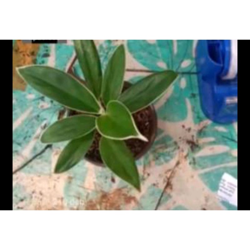 aglonema lipstik andromeda