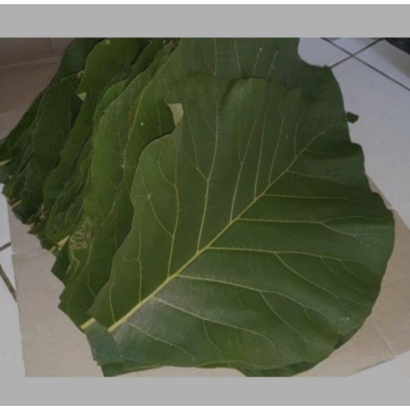 

Daun jati segar petik langsung 500gram