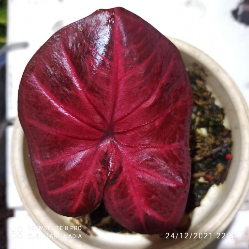 Caladium Red Sweety atau Big Apple