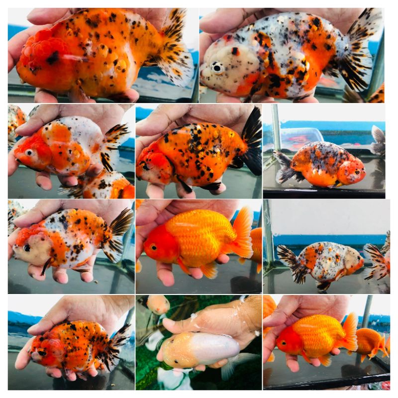 Ikan Hias Mas Koki Ranchu Jumbo untuk Aquarium dan Kolam Gen import