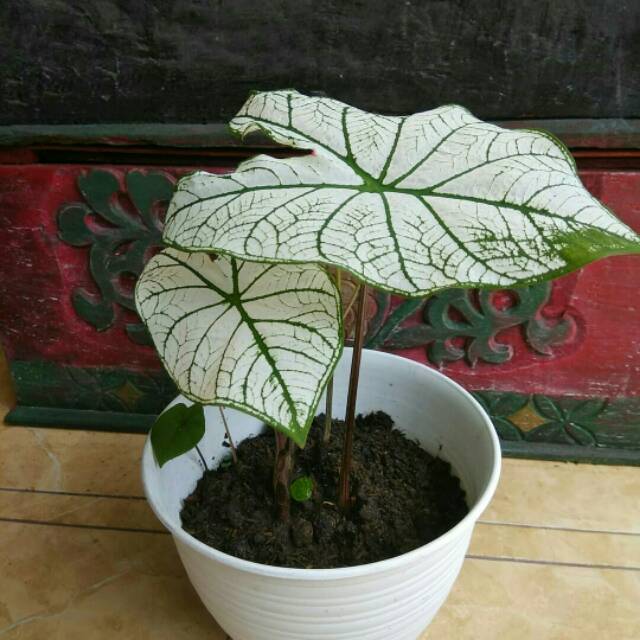 Tanaman Hias Keladi Putih Tanaman Pot Tanaman Indoor Shopee Indonesia