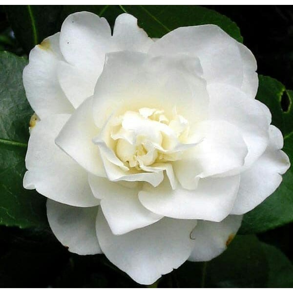 

tanaman bunga camelia putih