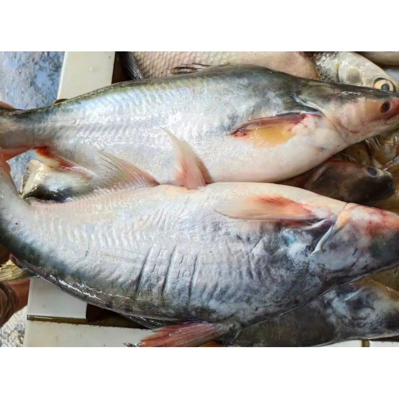 

Ikan Patin Segar Hidup bisa dipotong sesuai request per kilo