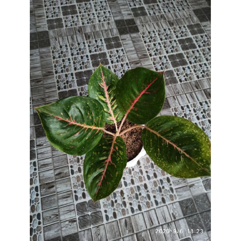 Aglonema Medan "Big Papa" (hijau)