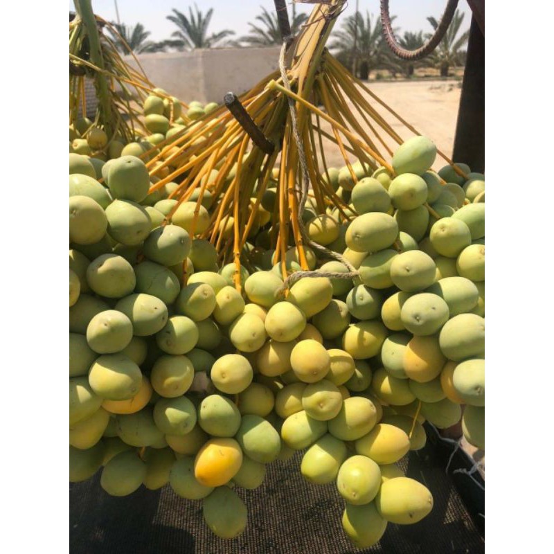 KURMA MUDA HIJAU 1KG FRSEH