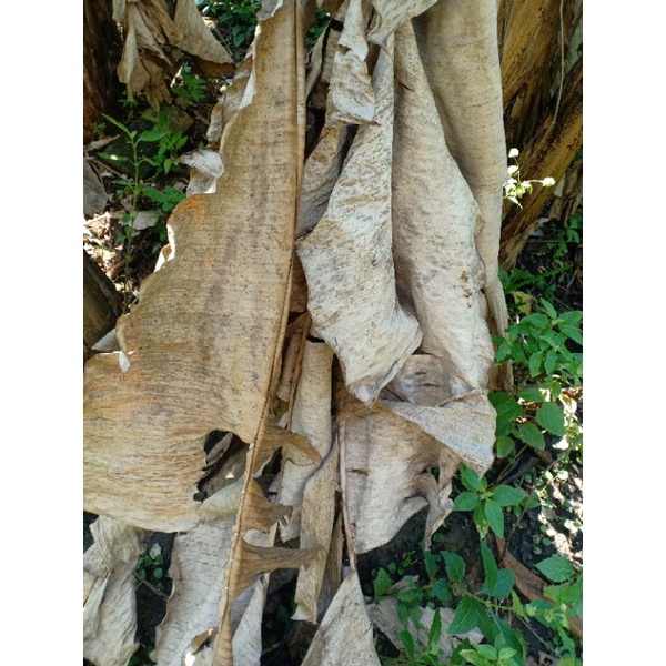 Klaras jangkrik daun pisang kering 100gr