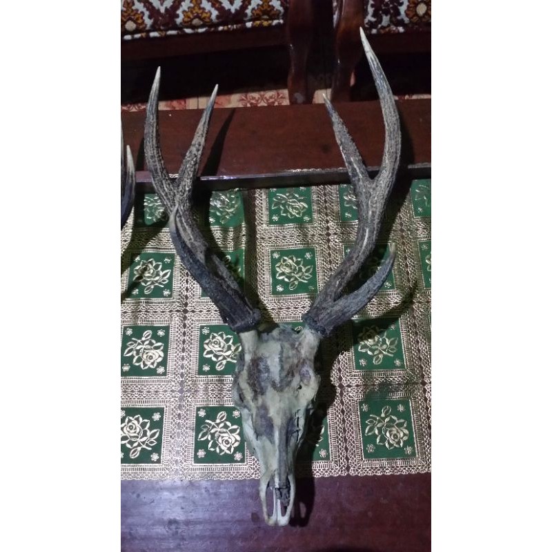 KEPALA/TANDUK RUSA ASLI