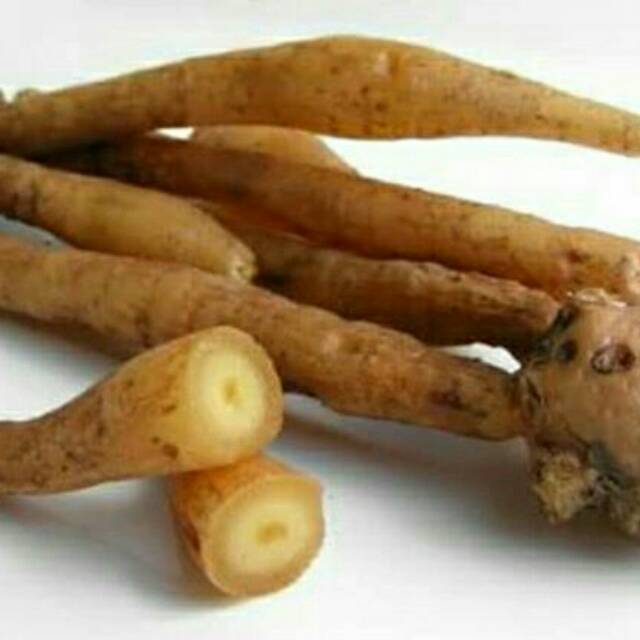 

Umbi temu kunci