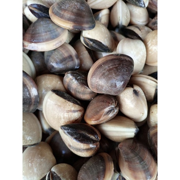 

kerang Kepa/tahu fresh 25.000