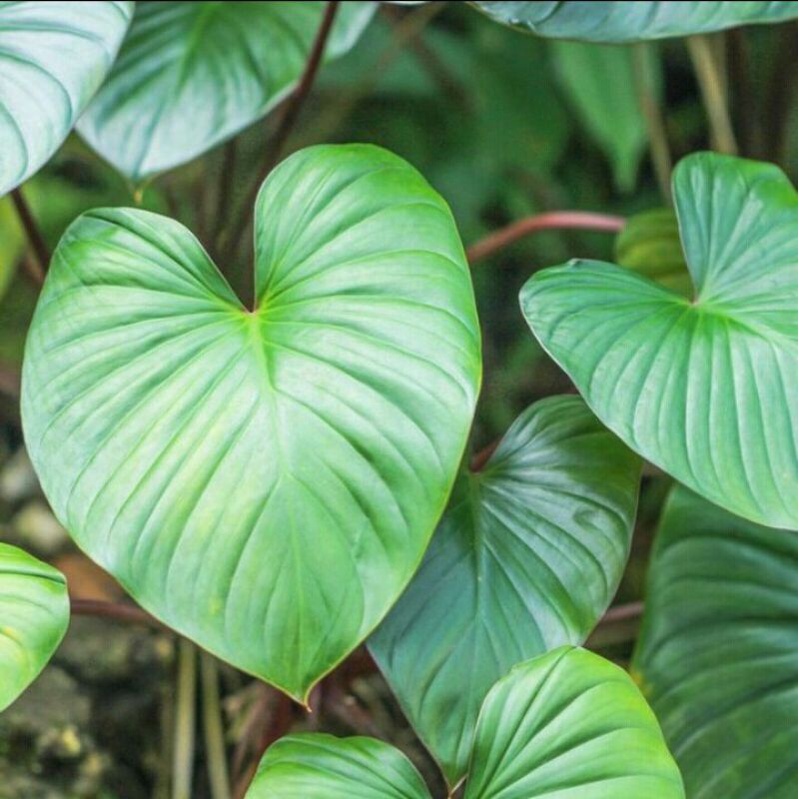 Tanaman hias homalomena rubescens - tanaman homalomena - homalomena rubescens - tanaman indoor