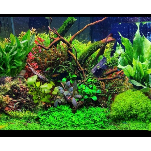paket tanaman aquascape PEMULA (15 jenis )- tanaman aquascape