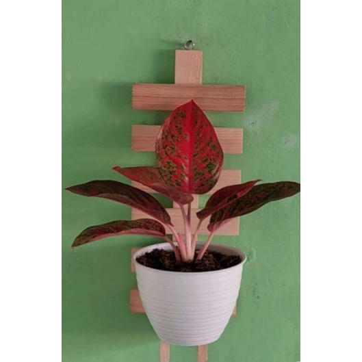 Rak bunga kayu tempel pot/Tempat Bunga Dinding