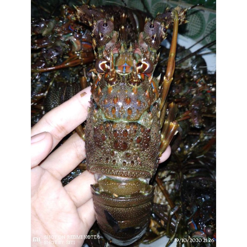 

Lobster fresh
