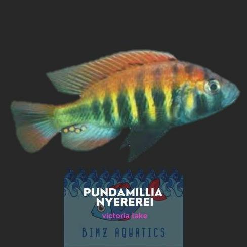 Terlaris Cichlid Pundamilia Cichlid Ii Pundamilia Nyererei