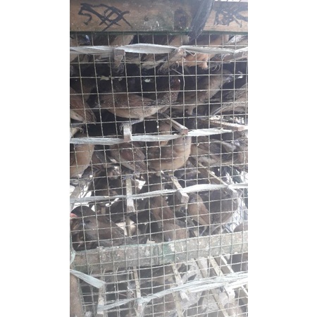 

Burung emprit bagus untuk acara pelepasa 1ekor