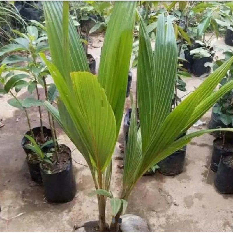 Jual Bibit Pohon Kelapa Genjah / Tunas Kelapa Genjah Shopee Indonesia