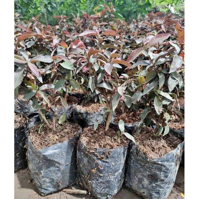 CANGKOK JAMBU BIJI AUSTRALIA