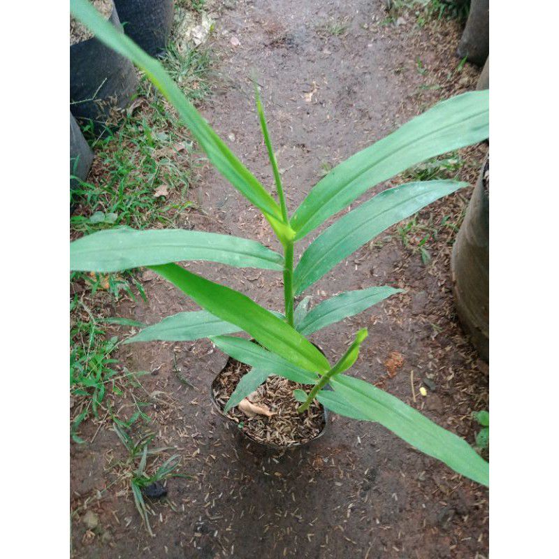 bibit jahe merah unggul