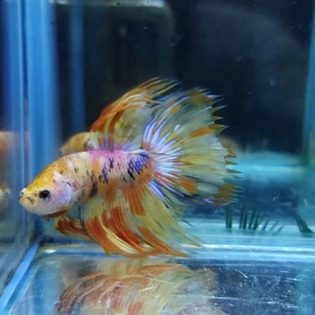 IKAN CUPANG SERIT/CROWNTAIL/CT NEMO MULTICOLOR 100% REALPICT (KODE AG9)