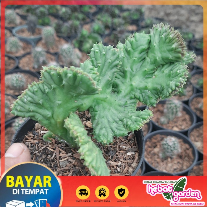 BELI DI SINI huernia stapelia kristata - Hebat Store