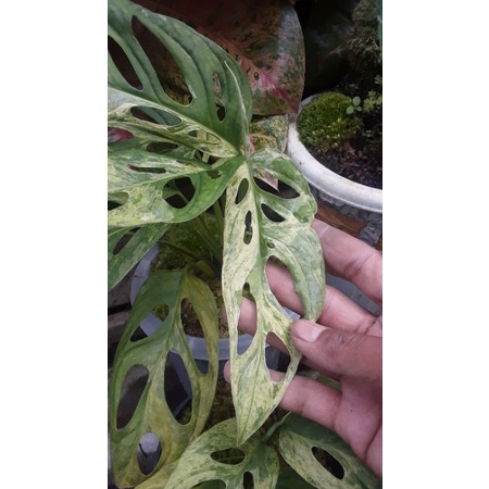 MURAH janda bolong varigata lokal original