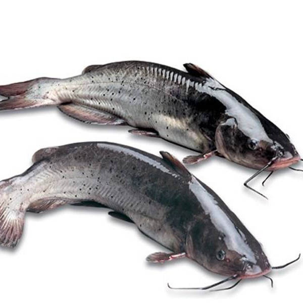 FCW - IKAN LELE SEGAR 500 GRAM