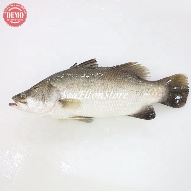 

IKAN SEGAR KAKAP PUTIH BARAMUNDI Ikan Laut Segar