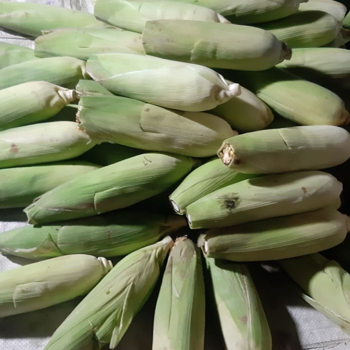 

Jagung 3 pcs