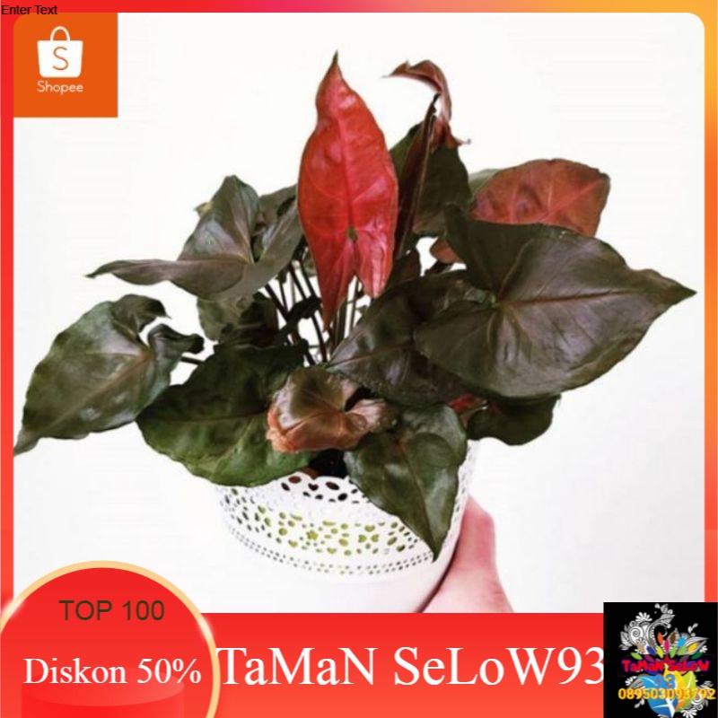 tanaman syngonium maria/pohon syngonium maria