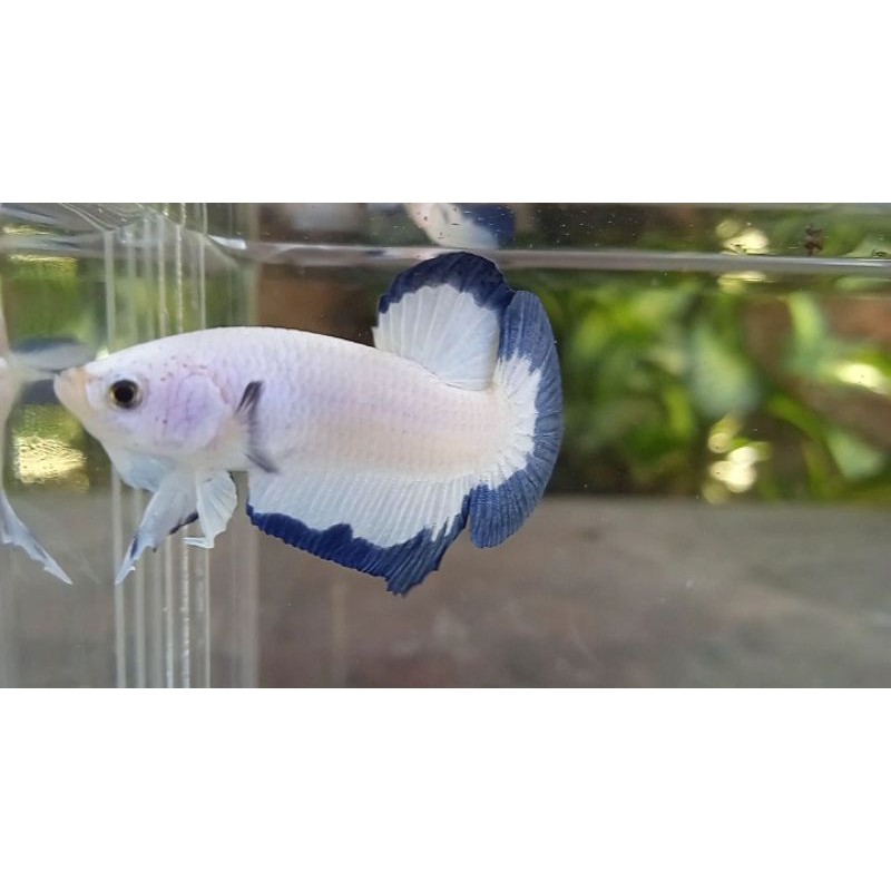

cupang BLUE RIM