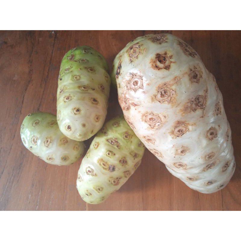

Mengkudu | cengkudu | cangkudu 1kg fresh