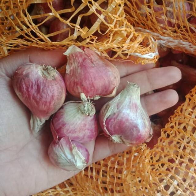 

Bawang merah nganjuk