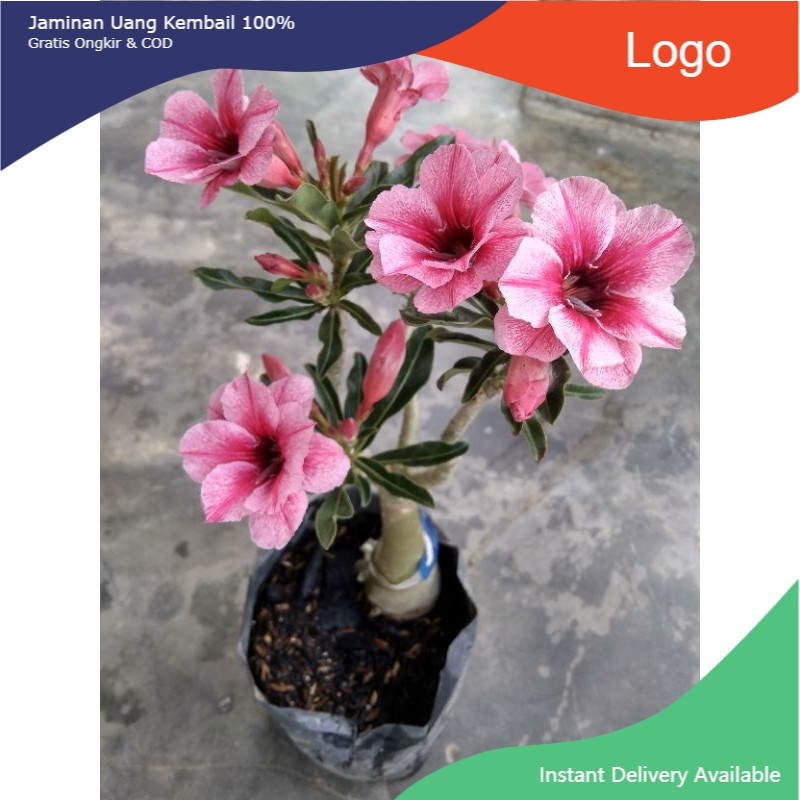 ENTRES BUNGA ADENIUM/KAMBOJA JEPANG
