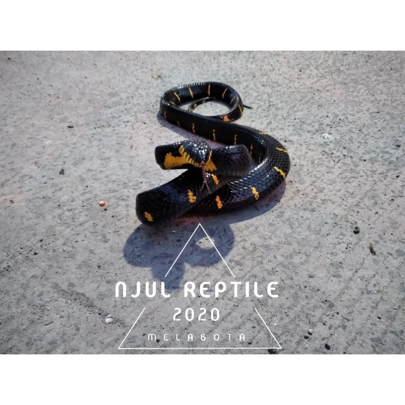 Boiga dendrophila melanota
