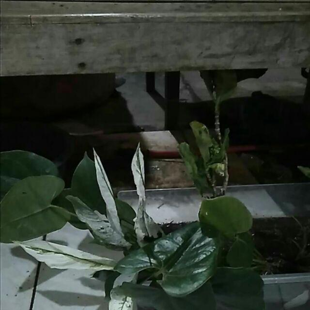 Rotansia / Hydragena/ Panca Warna