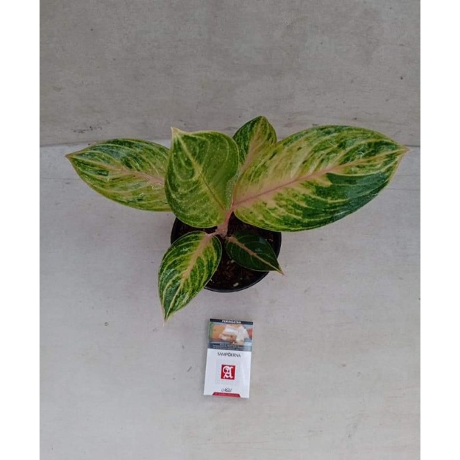 Aglonema Murah OBAMA Tanaman Hias Aglonema