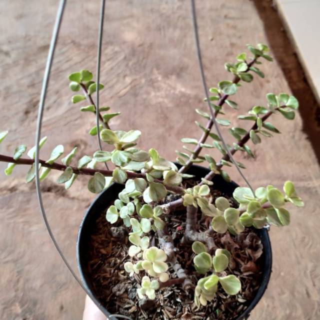 TANAMAN HIAS KAKTUS SUKULEN GANTUNG - KAKTUS MINI SUKULEN + POT